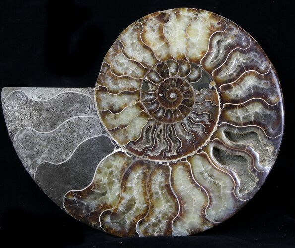 Cut Ammonite Fossil (Half) - Agatized #37146